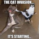 Ninja Cat | THE CAT INVASION... IT'S STARTING... | image tagged in ninja cat | made w/ Imgflip meme maker