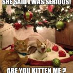 Christmas Cats | SHE SAID I WAS SERIOUS! ARE YOU KITTEN ME ? | image tagged in christmas cats | made w/ Imgflip meme maker