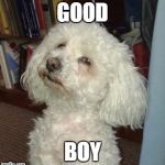 Sarcastic dog | GOOD; BOY | image tagged in sarcastic dog | made w/ Imgflip meme maker