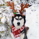 Festive Angry Husky  meme