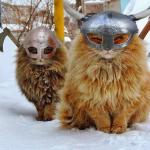 Viking Cats