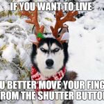 Festive Angry Husky  | IF YOU WANT TO LIVE; YOU BETTER MOVE YOUR FINGER FROM THE SHUTTER BUTTON | image tagged in festive angry husky | made w/ Imgflip meme maker