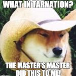 A Cowboy Cat?! | WHAT IN TARNATION? THE MASTER'S MASTER DID THIS TO ME! | image tagged in wot in tarnation,memes,dogs,what in tarnation dog | made w/ Imgflip meme maker