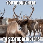 Reindeer | YOU’RE ONLY HERE; TO SEE THE REINDEERS | image tagged in reindeer | made w/ Imgflip meme maker