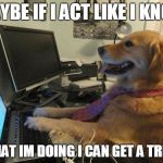 i have no idea | MAYBE IF I ACT LIKE I KNOW; WHAT IM DOING I CAN GET A TREAT | image tagged in i have no idea | made w/ Imgflip meme maker