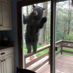 Black bear on porch railing looking in sliding glass door