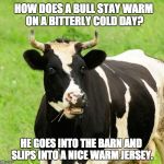 Yesterday, at my home, we recorded -26 degrees with no end in sight for this cold snap. | HOW DOES A BULL STAY WARM ON A BITTERLY COLD DAY? HE GOES INTO THE BARN AND SLIPS INTO A NICE WARM JERSEY. | image tagged in cows | made w/ Imgflip meme maker