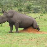 Rhino scratching balls