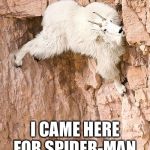 Spider goat  | I CAME HERE FOR SPIDER-MAN | image tagged in mountain goat | made w/ Imgflip meme maker