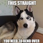 Unimpressed husky | LEMME GET THIS STRAIGHT; YOU NEED TO BEND OVER AND RELAX, I'LL DO THE REST | image tagged in unimpressed husky | made w/ Imgflip meme maker