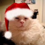 Cat with red christmas hat meme