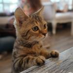 Kitten at counter Cat Cafe Bangkok Thailand