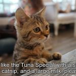 Kitten at counter Cat Cafe Bangkok Thailand | I'd like the Tuna Special with a side of catnip, and a large milk, please. | image tagged in kitten at counter cat cafe bangkok thailand | made w/ Imgflip meme maker