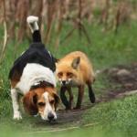 fox hound hunting dog meme