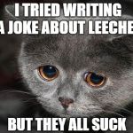 Sad cat | I TRIED WRITING A JOKE ABOUT LEECHES; BUT THEY ALL SUCK | image tagged in sad cat | made w/ Imgflip meme maker