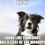 Surprised Border Collie | UH-OH; LOOKS LIKE SOMEBODY HAS A CASE OF THE MONDAYS | image tagged in surprised border collie,case of the mondays,somebody has a case of the mondays | made w/ Imgflip meme maker