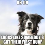 Surprised Border Collie | UH-OH; LOOKS LIKE SOMEBODY'S GOT THEIR FIRST BURP | image tagged in surprised border collie,first burp,border collie,dogs,border collies,surprised dog | made w/ Imgflip meme maker