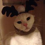 Angry Reindeer Cat