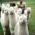 alpaca clique meme