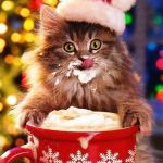 Christmas-cat | MERRY CHRISTMAS | image tagged in christmas-cat | made w/ Imgflip meme maker