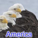 eagles | America | image tagged in eagles | made w/ Imgflip meme maker