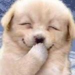 laughing cute puppy, by MEMEPRO1