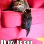 funny cats +baby cat | image tagged in funny cats baby cat | made w/ Imgflip meme maker