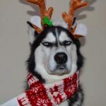 Husky Happy Holidays