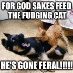 Cat Dog Fight | FOR GOD SAKES FEED THE FUDGING CAT; HE'S GONE FERAL!!!!! | image tagged in cat dog fight | made w/ Imgflip meme maker