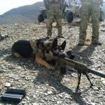 Sniper Dog