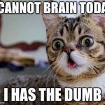 Herpy Derpy Cat | I CANNOT BRAIN TODAY; I HAS THE DUMB | image tagged in herpy derpy cat | made w/ Imgflip meme maker