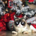 Grumpy Cat Under the Christmas Tree