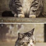 Giving up hope cat | I DON'T KNOW WHAT KIND OF MEMES WILL GET UPVOTES ANYMORE; IMGFLIP HAS CHANGED | image tagged in giving up hope cat | made w/ Imgflip meme maker