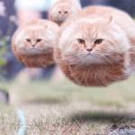 Pussy Comitatus