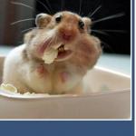Hamster in Popcorn Bowl
