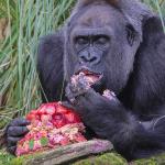 Birthday Gorilla