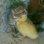 Cat Saves Duck