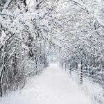 winter's path
