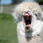 Alpaca Yawn