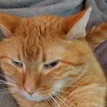 Judgy Orange Cat