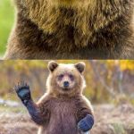 BAD PUN BEAR | WHAT DO YOU CALL A BEAR WITHOUT AN EAR? "B" | image tagged in bad pun bear | made w/ Imgflip meme maker