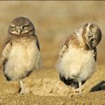 Funny owls