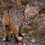 Bobcat looking over its shoulder