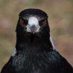 Angry magpie