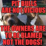 Pit bulls | PIT BULLS ARE NOT VICIOUS; THE OWNERS ARE TO BE BLAMED NOT THE DOGS! | image tagged in pit bulls | made w/ Imgflip meme maker