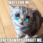 wait for me | WAIT FOR ME...... THEY ALWAYS FORGET ME. | image tagged in lonely cat | made w/ Imgflip meme maker