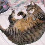 fat pussy