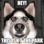 Tricked Into Going To The Vet | HEY! THIS ISN'T THE PARK | image tagged in scared dog,vet,sad dog,doggo | made w/ Imgflip meme maker