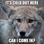 confused coyote | IT’S COLD OUT HERE; CAN I COME IN? | image tagged in confused coyote | made w/ Imgflip meme maker