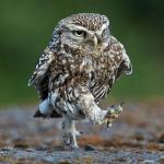 burrowing owl not happy meme
